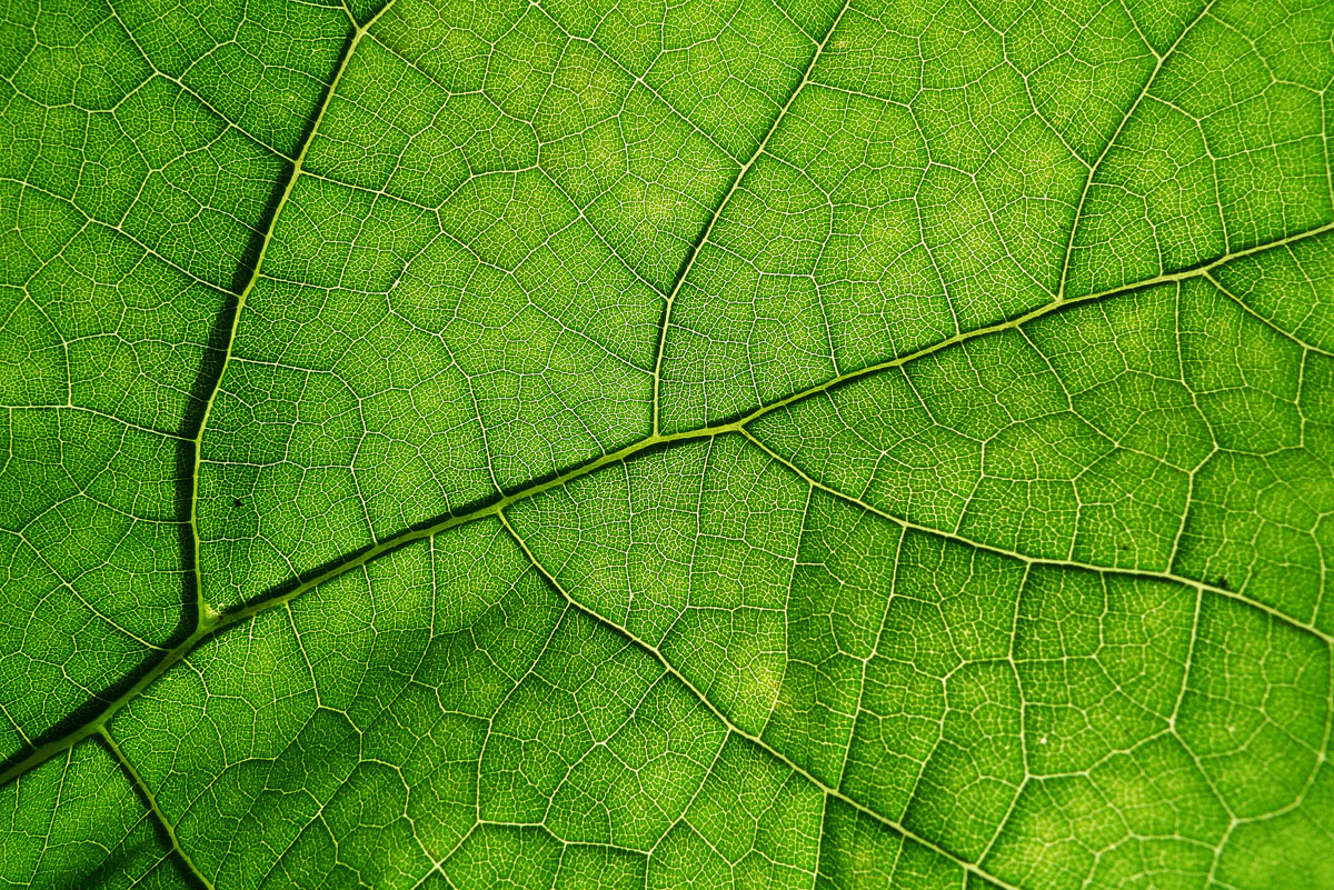 green leaf gallery