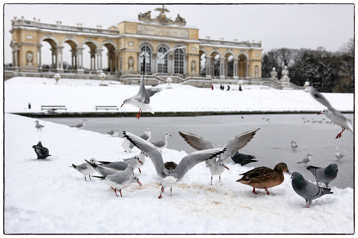 winterbirds naturfoto photofabian gallery